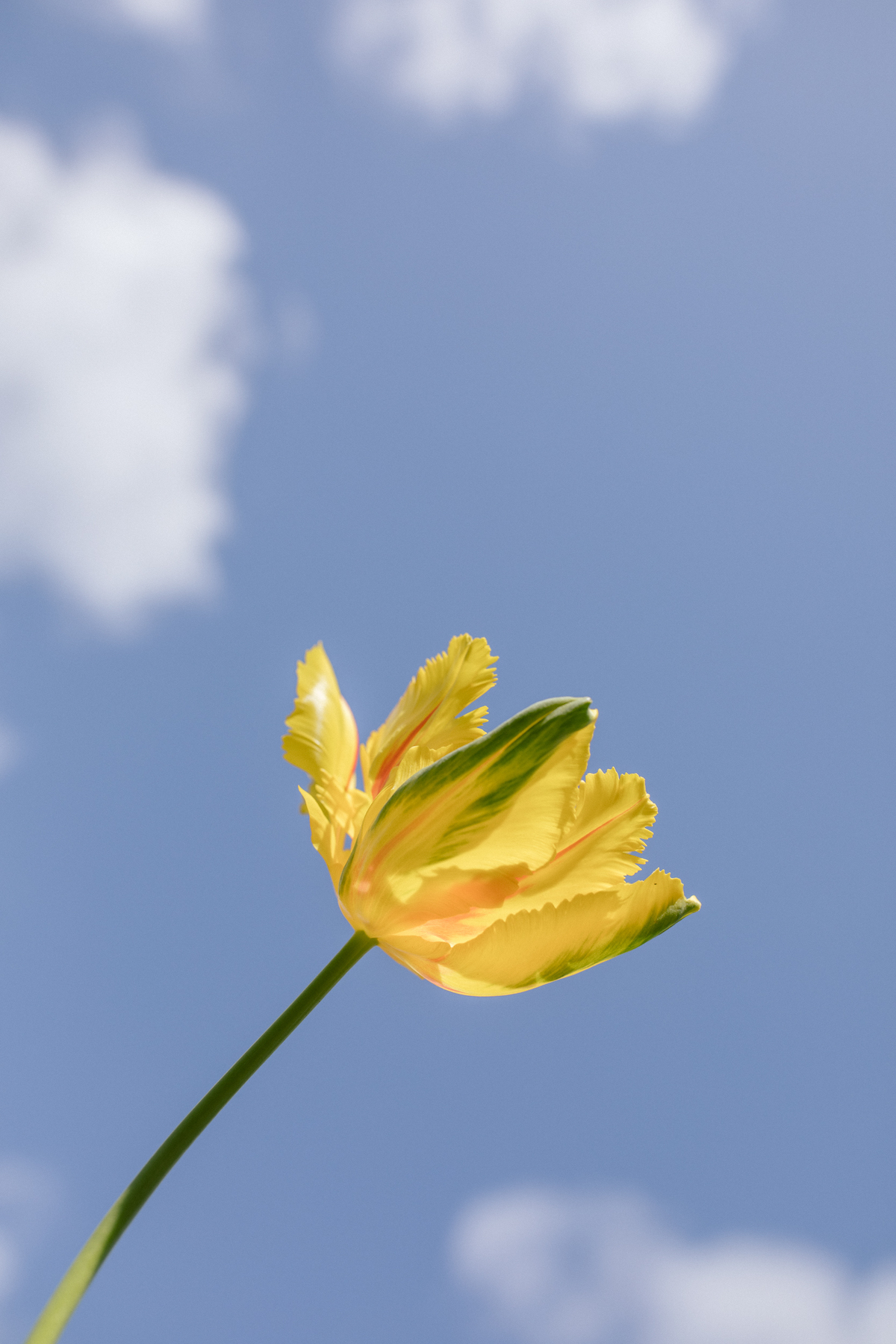 Photo by Daeja Fallas of tulip in the sun from another angle