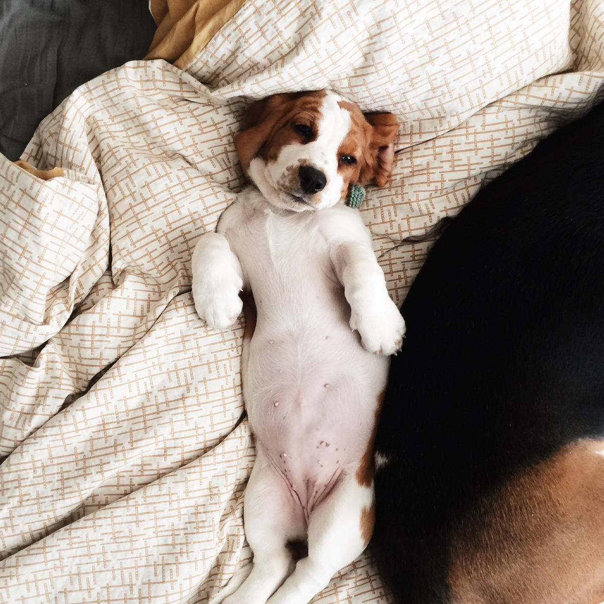 Overhead photo of puppy lying on back on bed